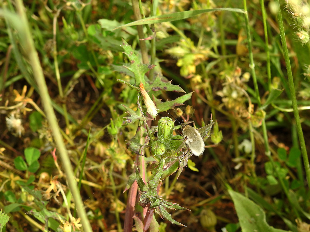 Seixal - Siderurgia (08-05-2020) (5)