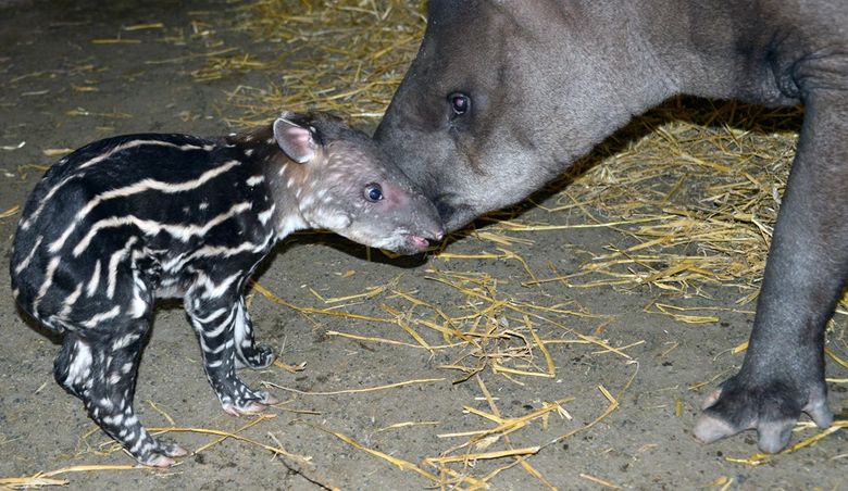 https://i.postimg.cc/VkG17bMM/tapirbaba-anyjaval.jpg