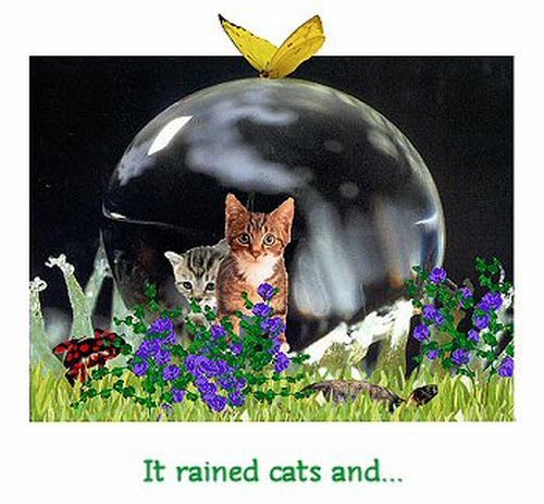 cat_in_raindrop