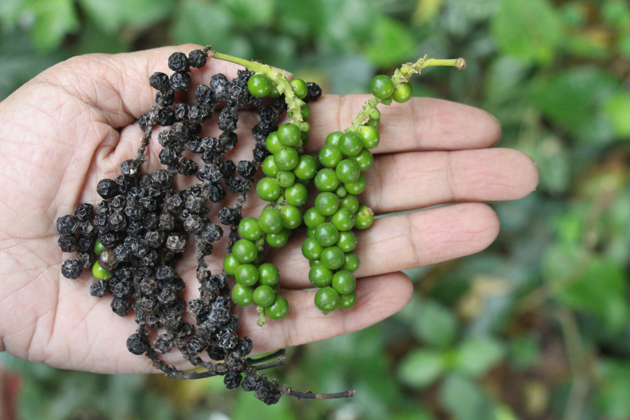 Raw pepper plant