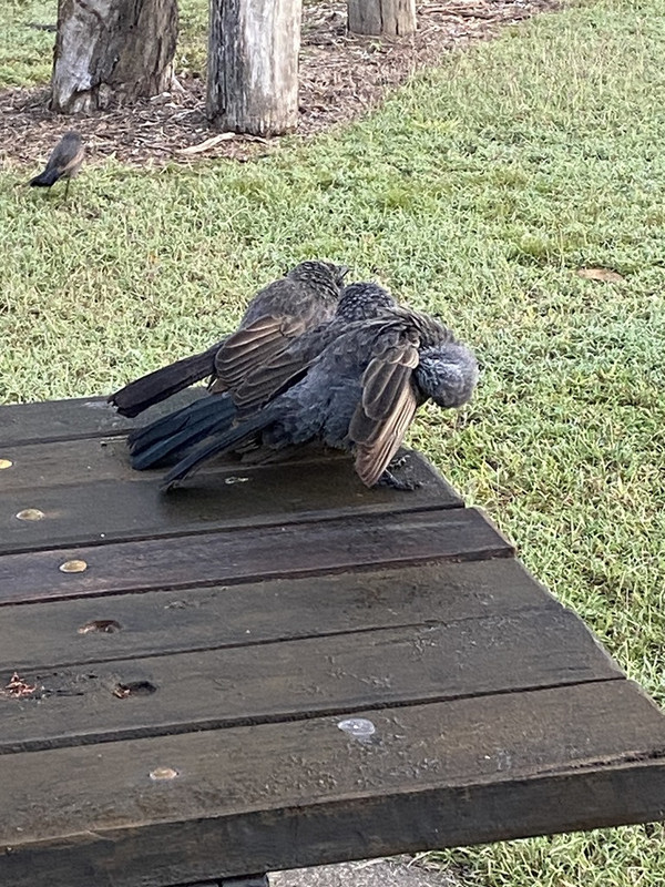 2022 (Jun) - Central (Nth) Qld Solo Trip(web) (141)