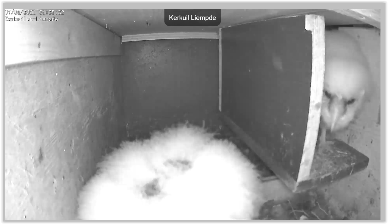 Screen Shot 06-07-21 at 04.25 AM