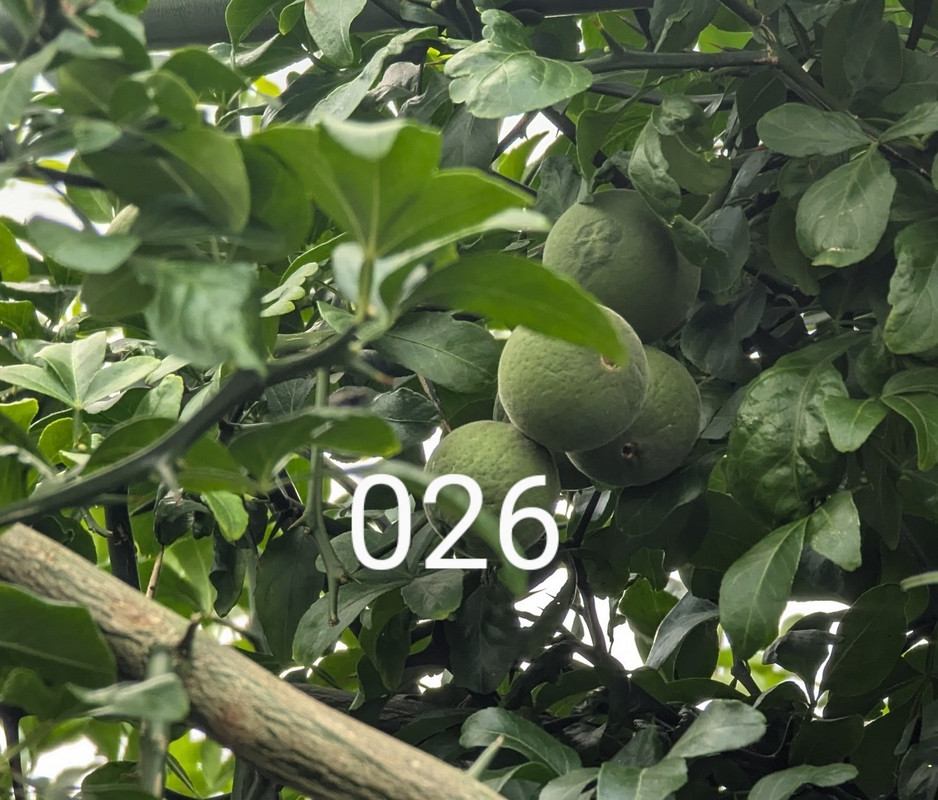 PXL_20240806_174612402~3