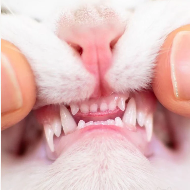 Keep your cat's teeth healthy