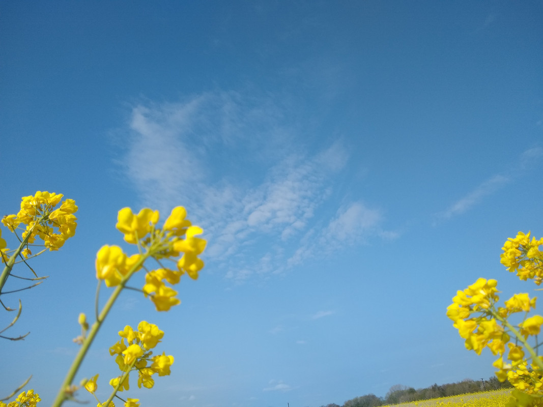 IMG_20200417_095441728