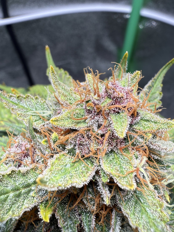 3DDC265B-0738-403A-80CC-702F48679FD7