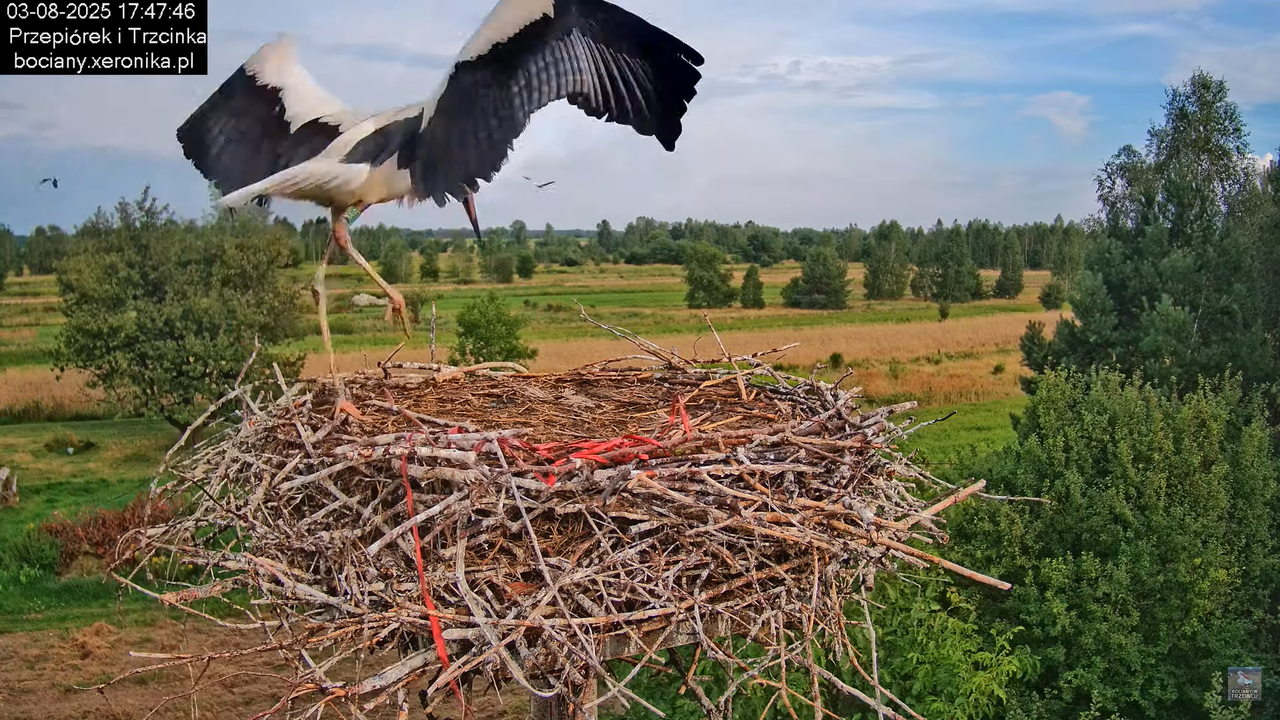 03082025bociany41