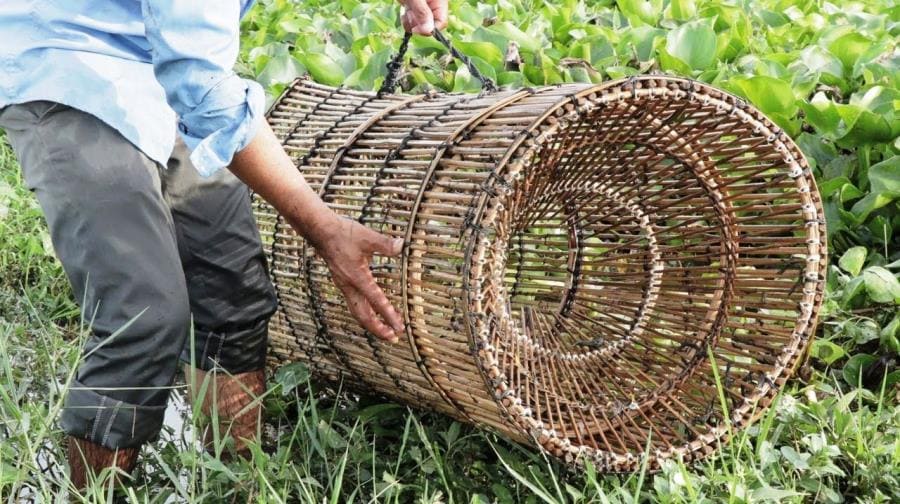 Болото Бангвеулу - малоизвестные факты о сердце пресноводной системы Замбии