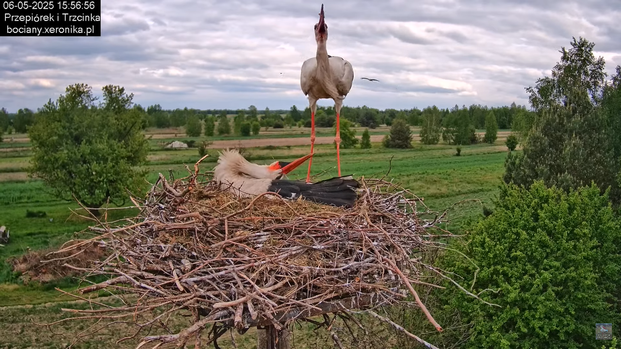 06052025bociany24
