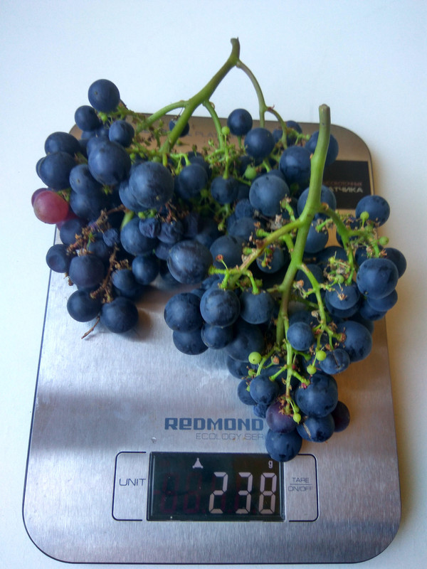 Сеянец Волкова 14-4-76 фото от 22.08.2018.....