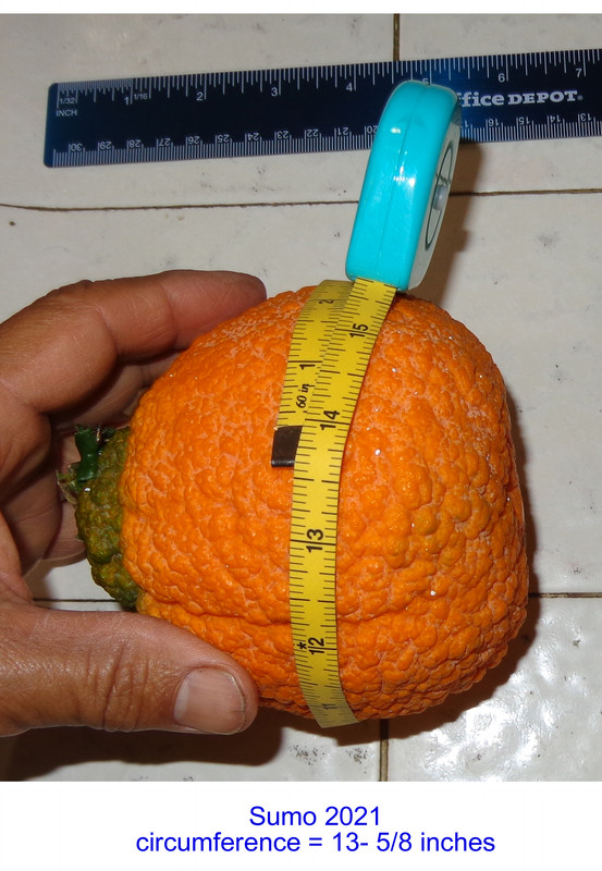 Sumo-Largest-p2