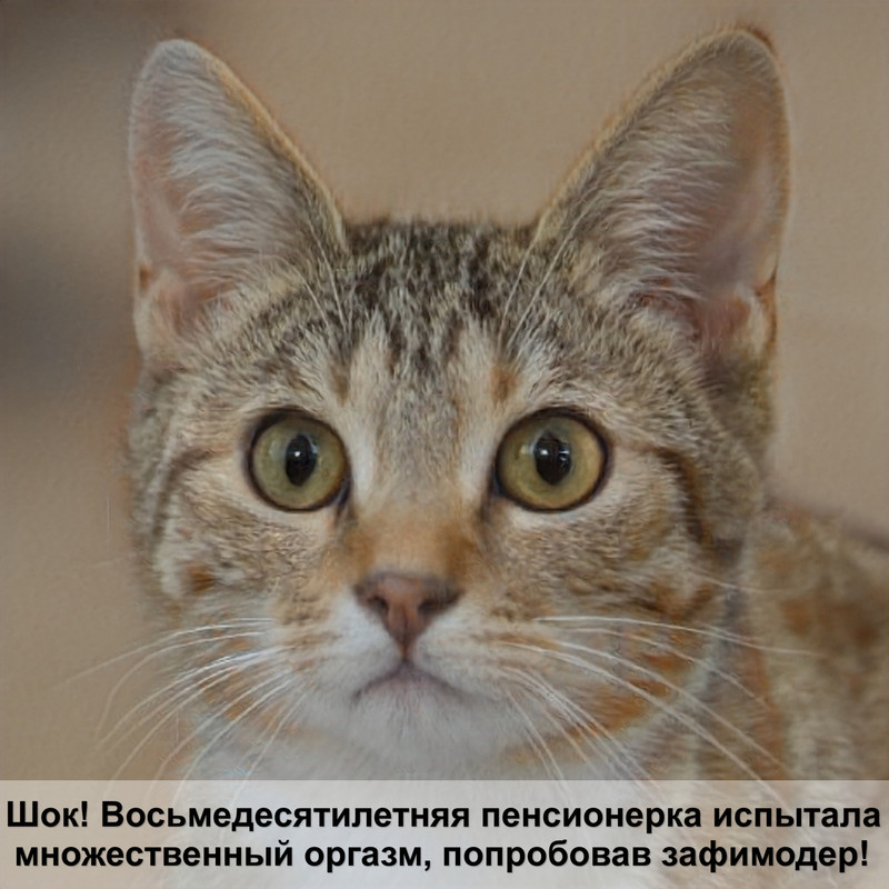 наполнитель для кошек силикагелевый