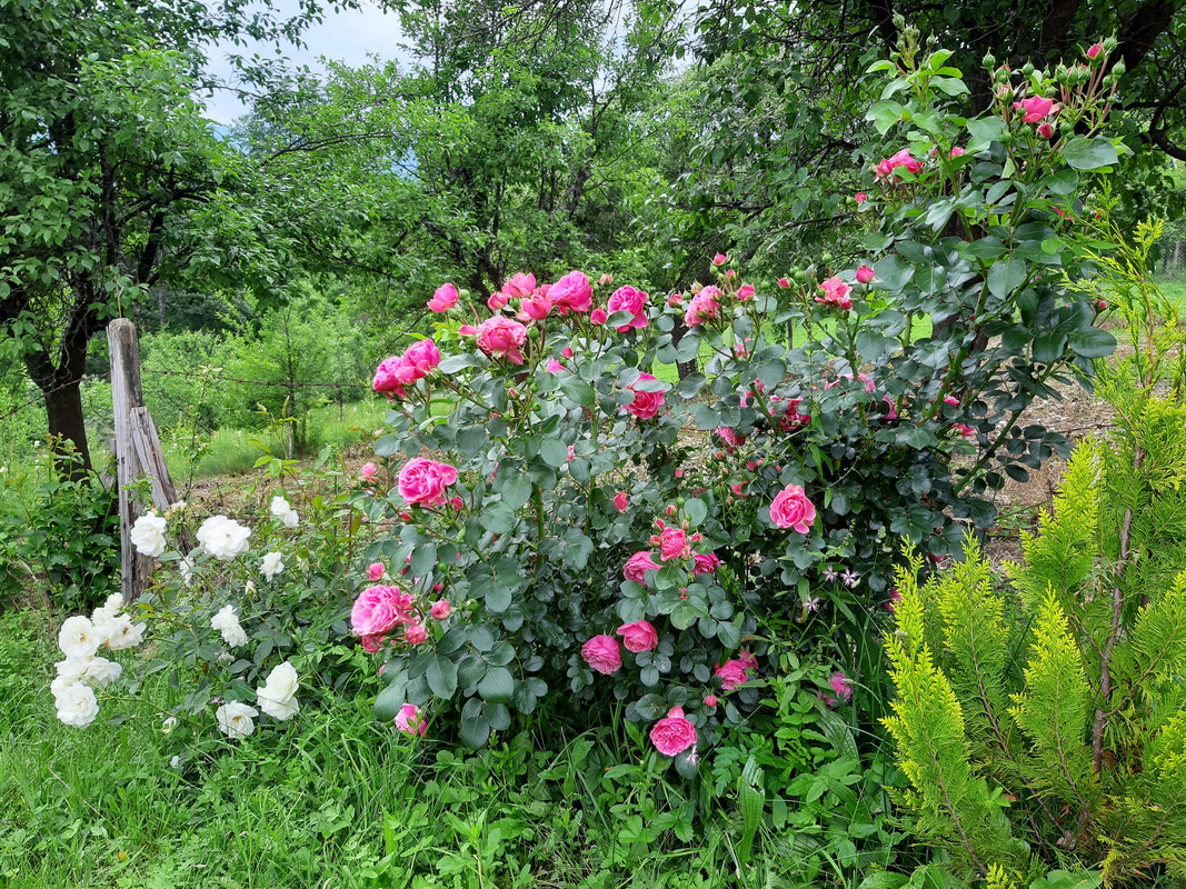 20190601_174956