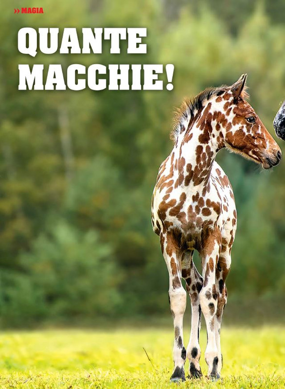 Il Mio Cav (Lug 2023) 1