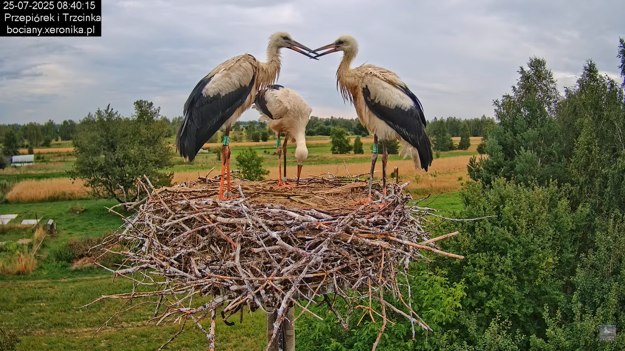25072025bociany28