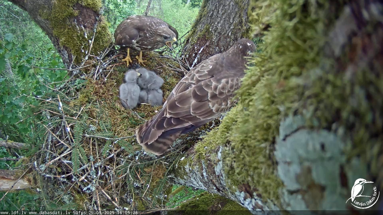 Melnās klijas (Milvus migrans) Kurzemē_ peļu klijāni (Buteo buteo) 12-40-18 screenshot