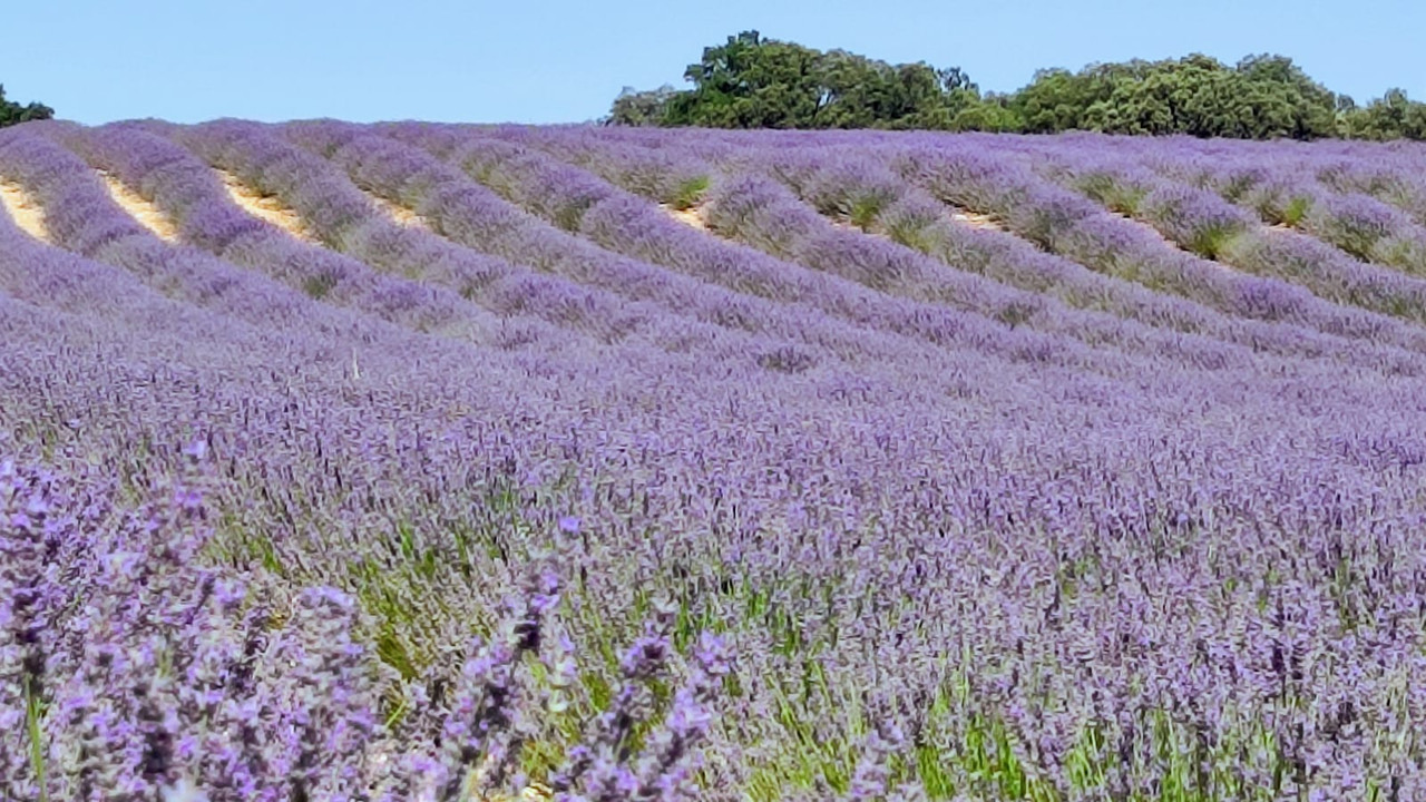 Campos de Lavanda alternativos a Brihuega - Castilla - Foro Castilla la Mancha