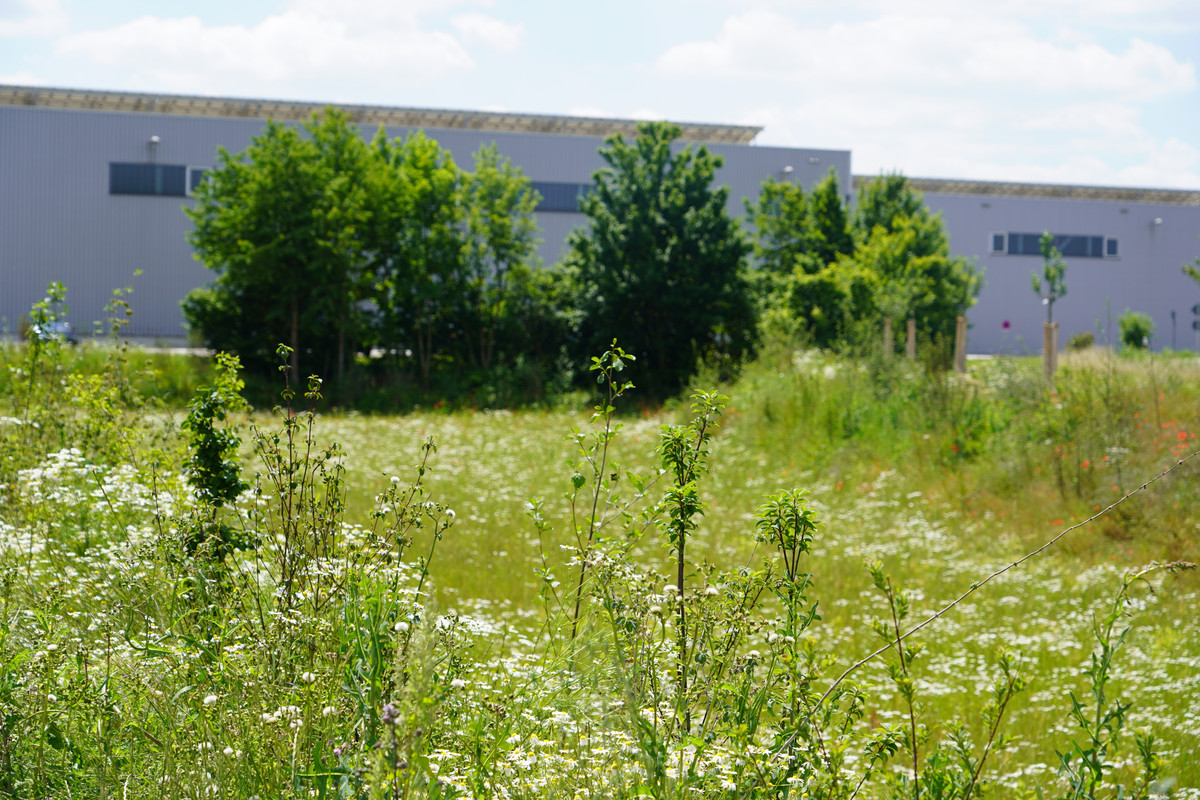 P90517754_highRes_biotopes-in-plants-0