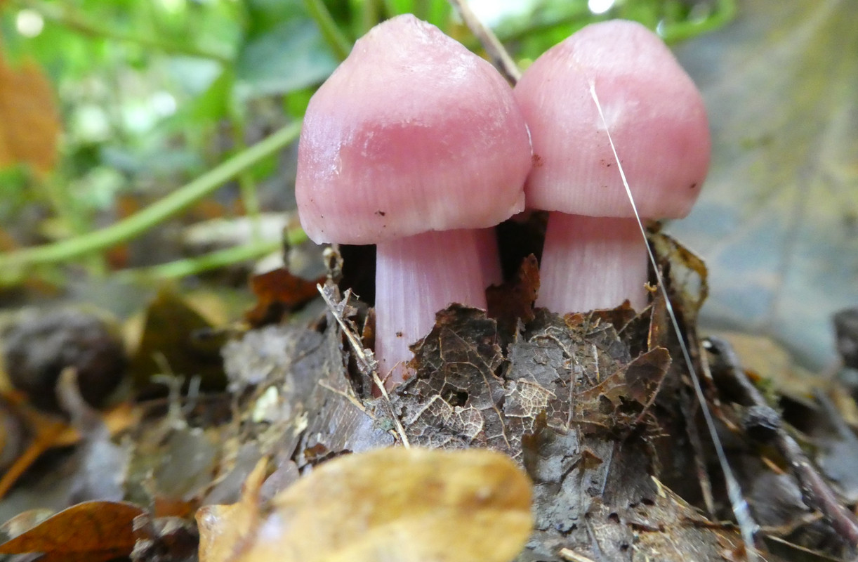 pinkmushroomspair.jpg