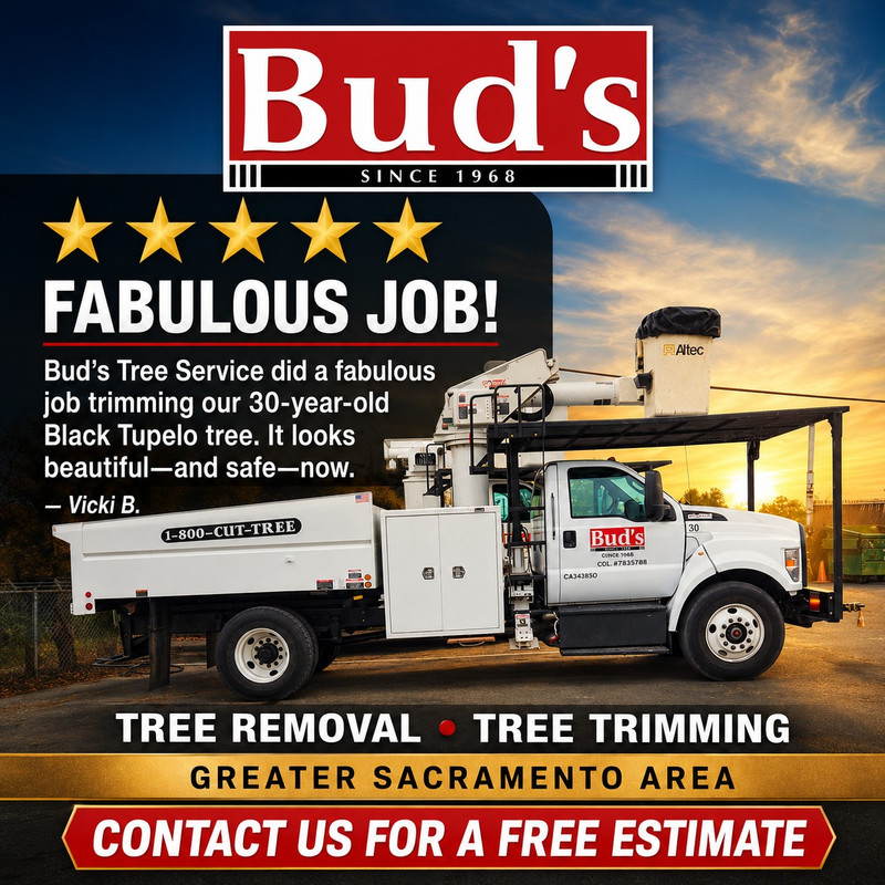 Bud's Tree Service