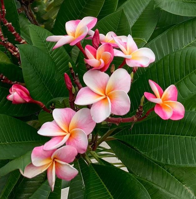 [Image: plumeria-2.jpg]