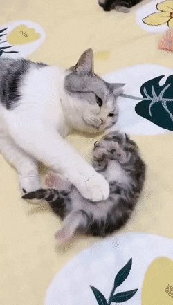 mother-cat-and-kitten.gif