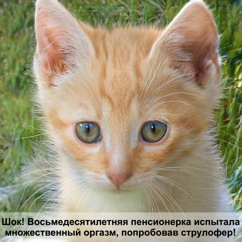 мейн кун кошка фото