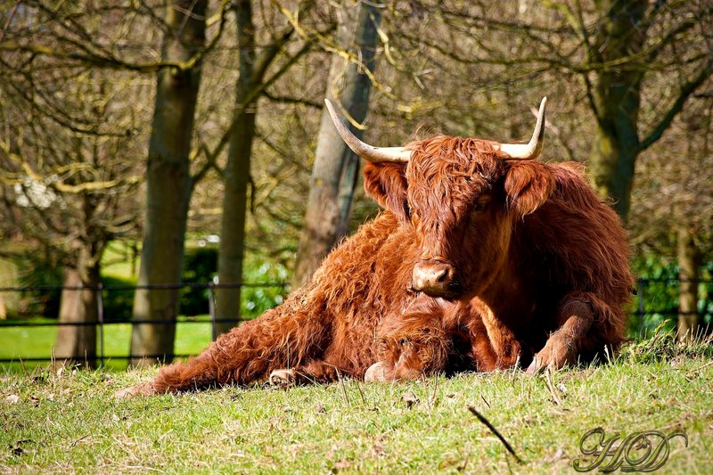 Animals-highland-cow-HD.jpg