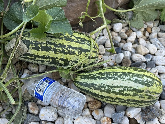 [Image: IMG-1278.jpg]