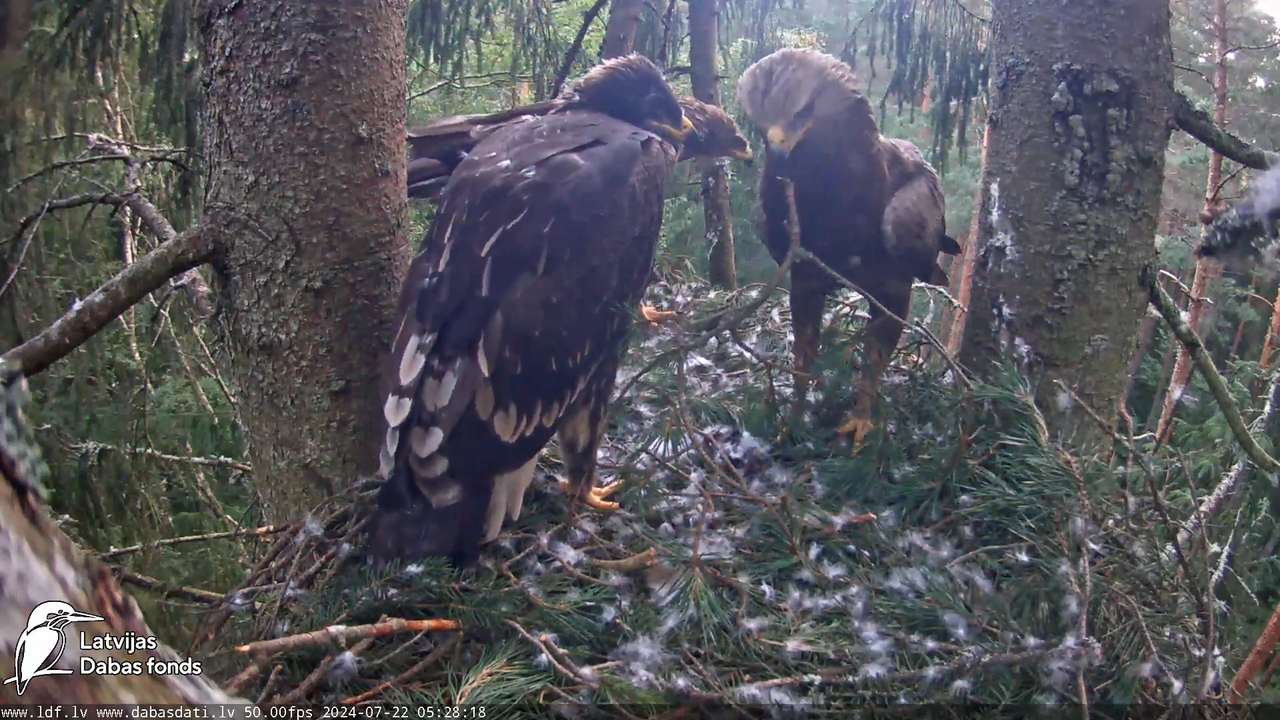 Mazais ērglis (Clanga pomarina), ligzda eglē __ Lesser spotted eagle in spruce, Zemgale, Latvia 11-2