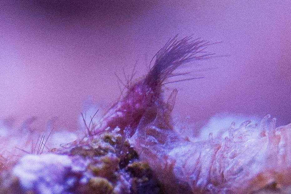 alghe ciuffo rosse (3) copia