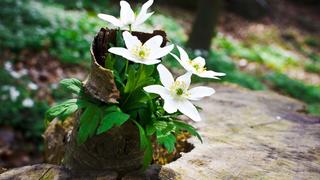  Thơ hoạ Nguyễn Thành Sáng & Tam Muội (1173) Vitality-of-the-white-wild-flowers-2560x1600-915x515