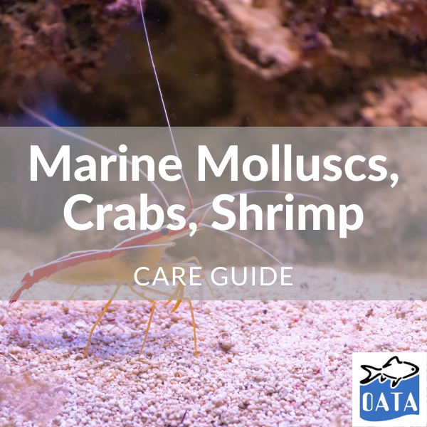 OATA Guide to marine molluscs... - Lincs Aquatics 