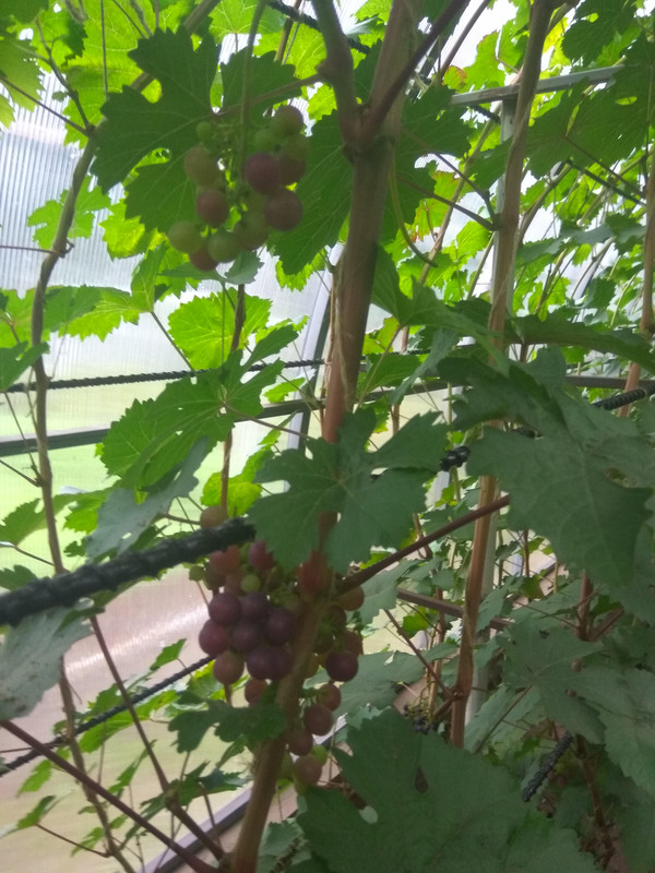 Сеянец Волкова 14-4-76 фото от 22.08.2018...