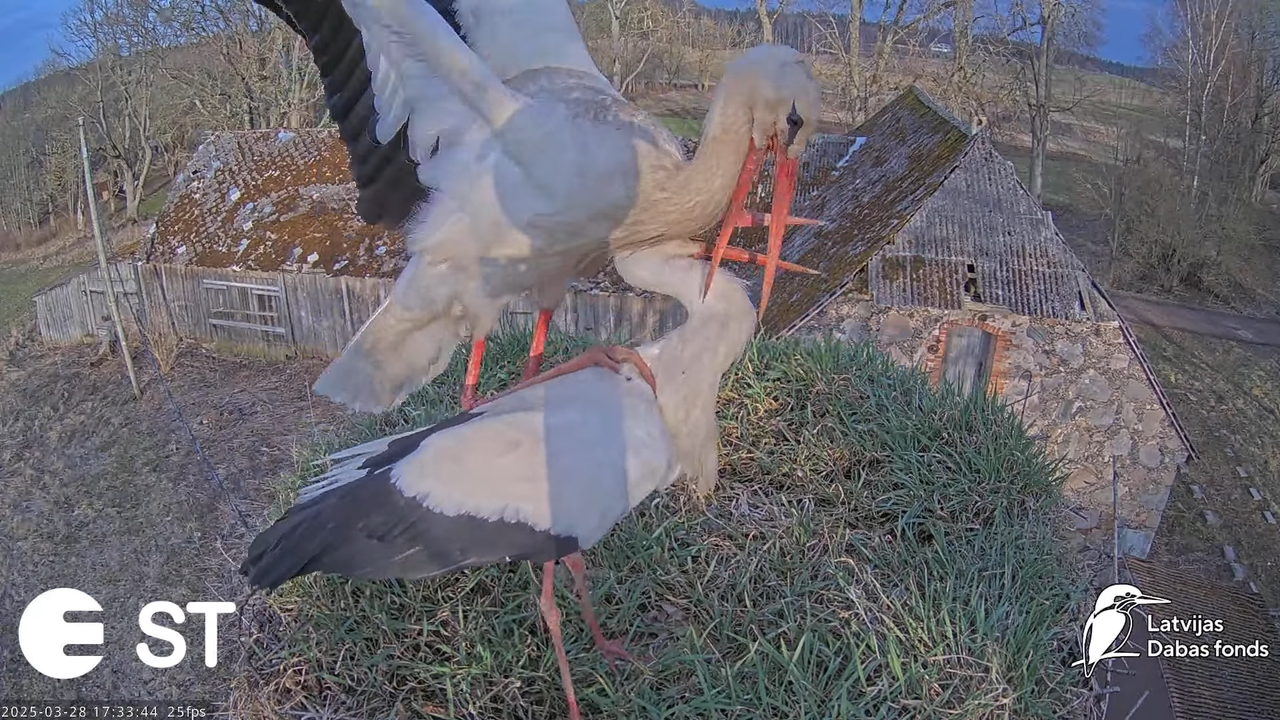 (16) Baltie stārķi (Ciconia ciconia) Tukuma novadā __ White storks in Tukums, Latvia - YouTube - 762