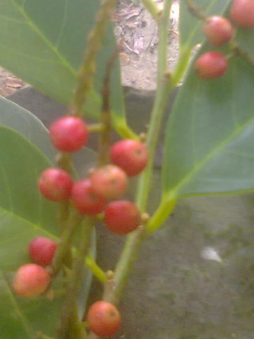 Photo0050_001