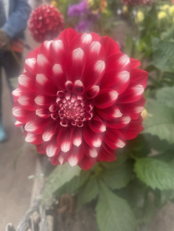 7B488E0E-4016-49D3-A243-3FE8454B6210_1_105_c