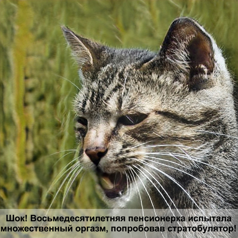 фото британца кота