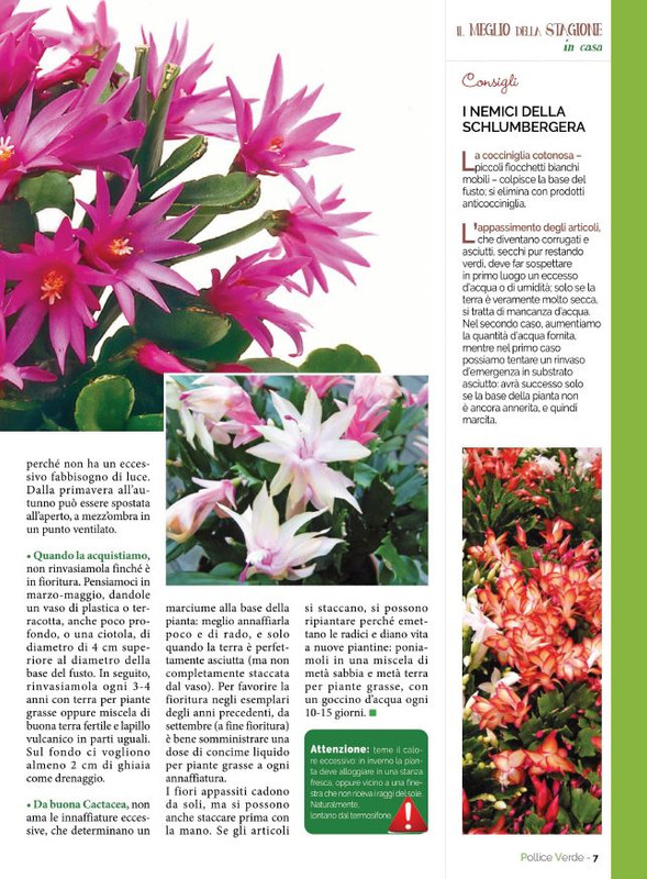 Pol Ver Nov-Dic 2021 (2)