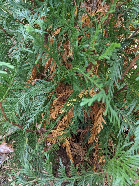 Thuja Disease? | Lawn Care Forum