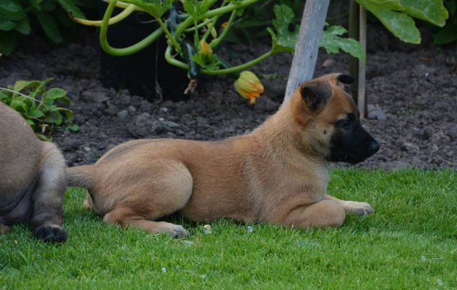 fizz-pup.jpg