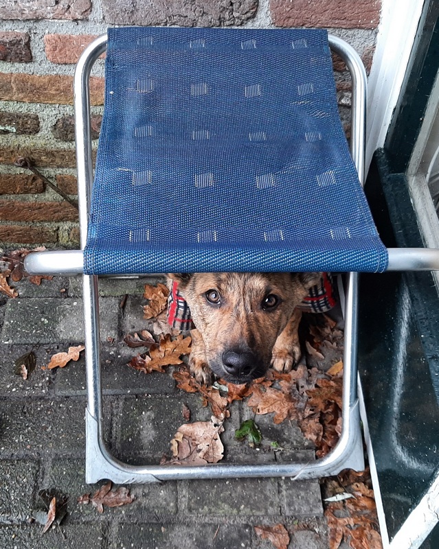 Afbeelding