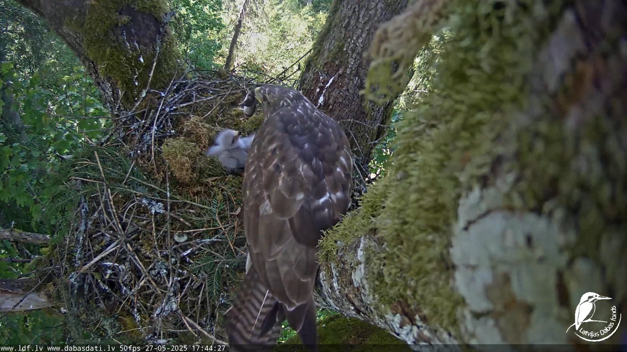 Melnās klijas (Milvus migrans) Kurzemē_ peļu klijāni (Buteo buteo) 12-56-42 screenshot