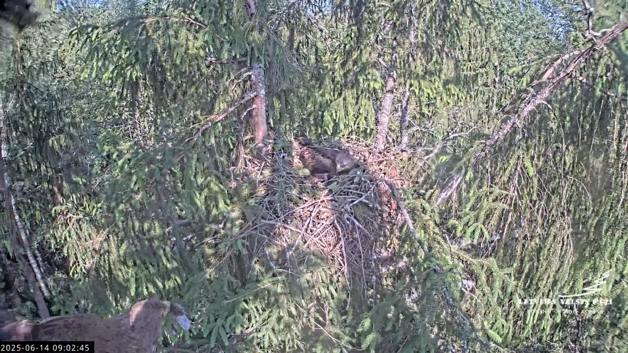 LVM mazais ērglis Lisiņa, egle2 – Lesser Spotted Eagle 11-3-35 screenshot