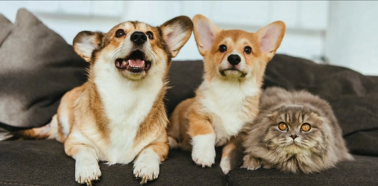 ¿Qué enfermedades pueden transmitir las mascotas?