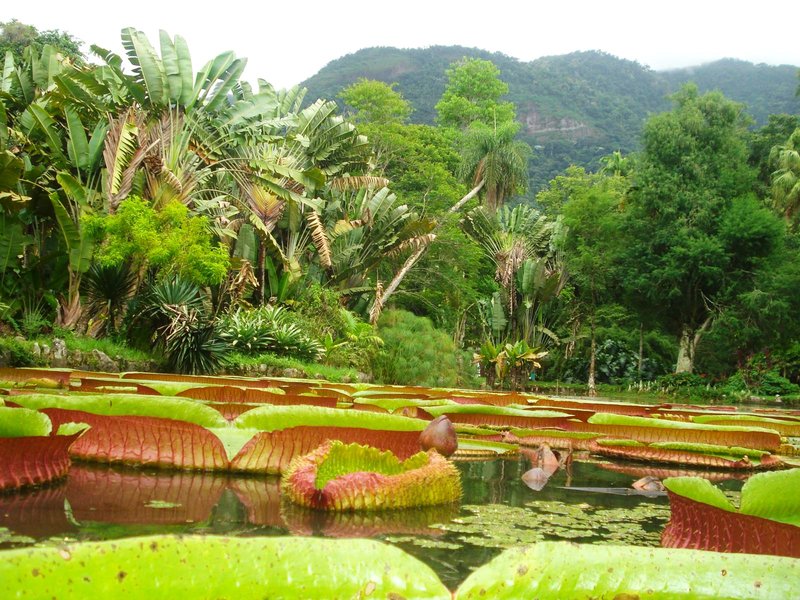 Río de Janeiro-5-3-2010 - Brasil y sus pueblos-2010 (9)