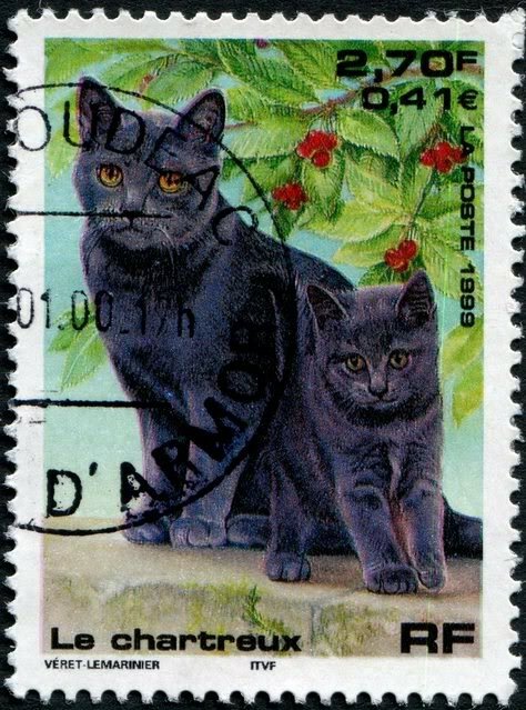 France2740Chartreux-Cat-10-2-99YT3283Photo