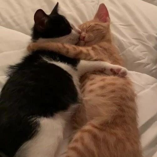 Cat 3