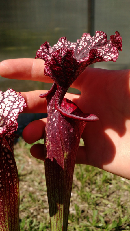 S. x [S. leucophylla (L31A MSr) x S. 'Adrian Slack'] #1 | The