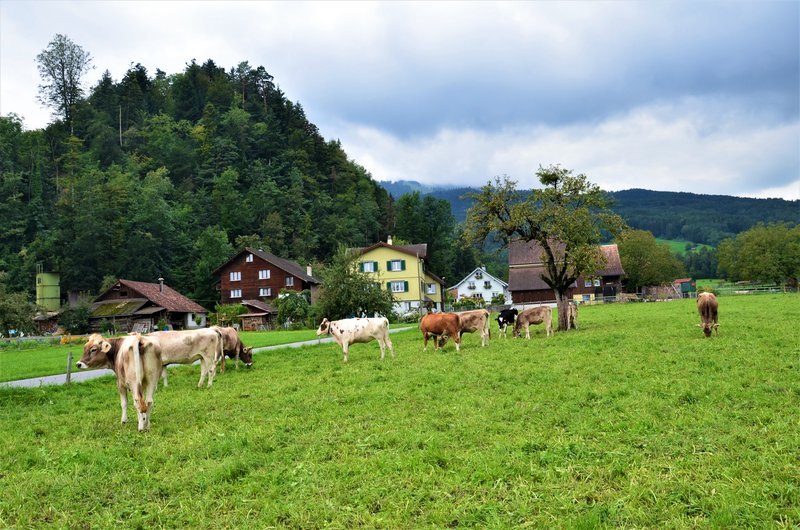 VILTERS-WANGS-6-9-2019 - Suiza y sus pueblos-2019 (11)